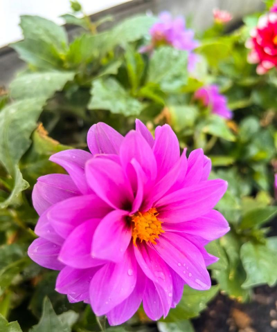 小众送妈妈的花有哪些花