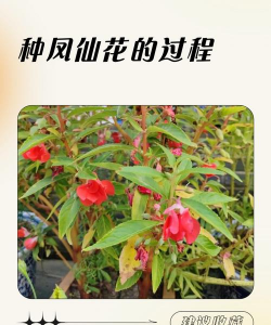 小众送妈妈的花有哪些花