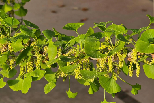 小众送妈妈的花有哪些花