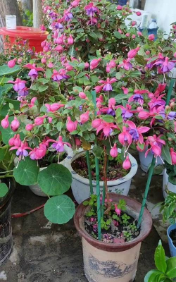 小众送妈妈的花有哪些花