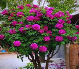 小众送妈妈的花有哪些花