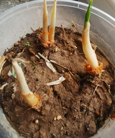 小众送妈妈的花有哪些花