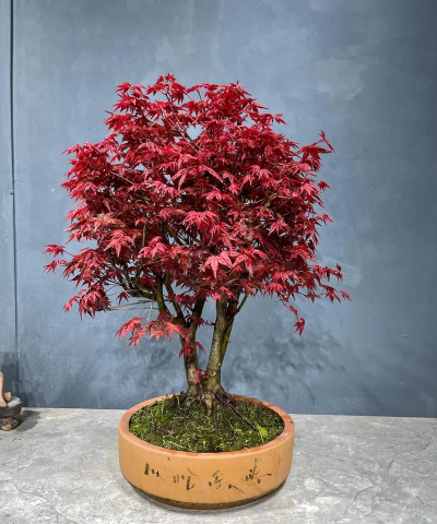 小众送妈妈的花有哪些花