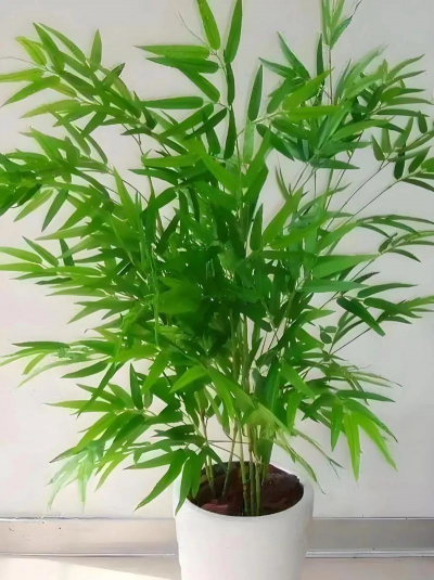 最漂亮的竹子品种