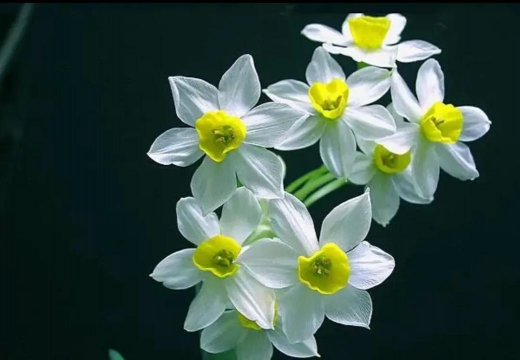 小众送妈妈的花有哪些花