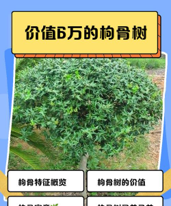 枸骨多少钱一棵