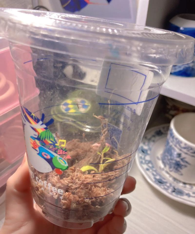 小众送妈妈的花有哪些花