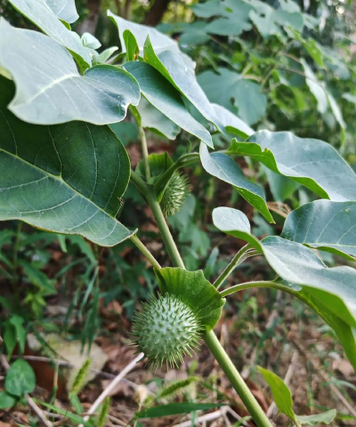 小众送妈妈的花有哪些花
