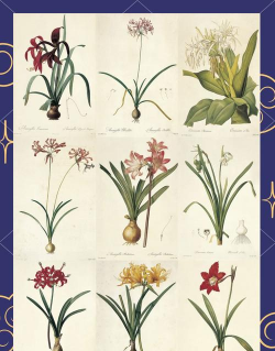 小众送妈妈的花有哪些花