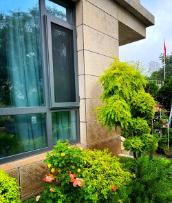 小众送妈妈的花有哪些花