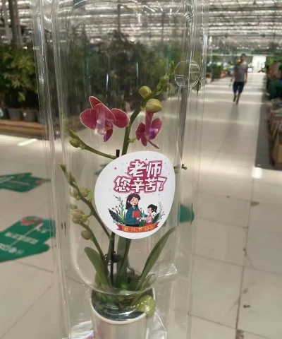 小众送妈妈的花有哪些花