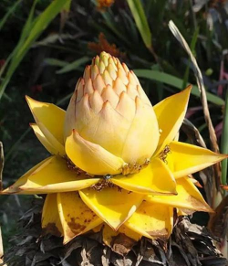 小众送妈妈的花有哪些花