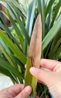 小众送妈妈的花有哪些花