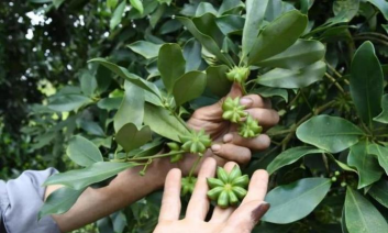 小众送妈妈的花有哪些花