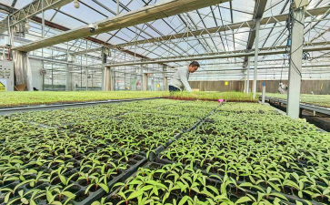 小众送妈妈的花有哪些花