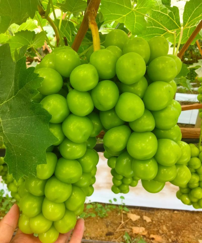 小众送妈妈的花有哪些花