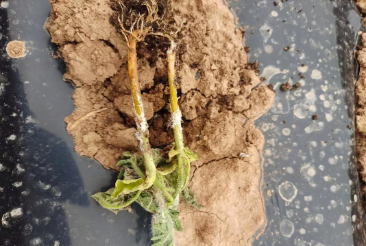 小众送妈妈的花有哪些花