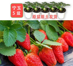 小众送妈妈的花有哪些花