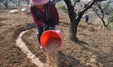小众送妈妈的花有哪些花