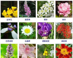 小众送妈妈的花有哪些花