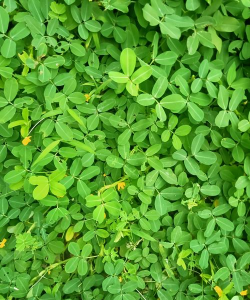 苜蓿草图片长什么样