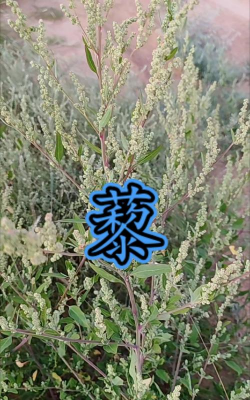 藜科植物有哪些