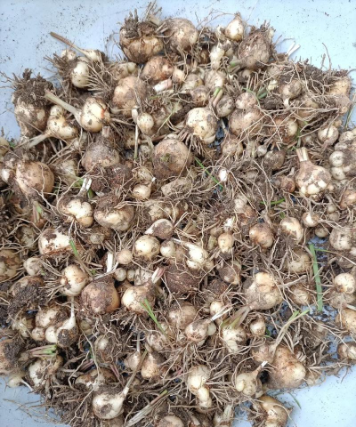 小众送妈妈的花有哪些花