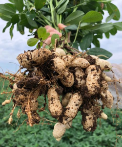 小众送妈妈的花有哪些花