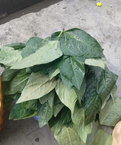 小众送妈妈的花有哪些花