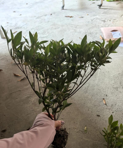 小众送妈妈的花有哪些花