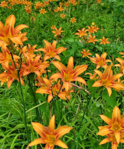 小众送妈妈的花有哪些花