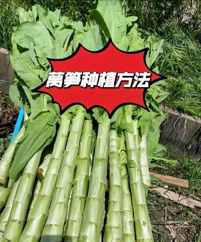 莴笋种植技术与管理