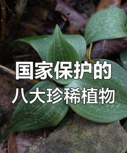 我国珍稀植物有哪些