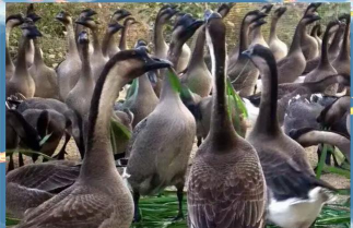 小众送妈妈的花有哪些花