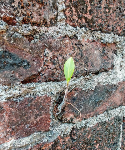 小众送妈妈的花有哪些花
