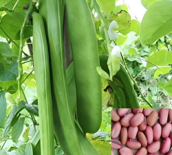 小众送妈妈的花有哪些花