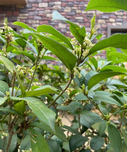 小众送妈妈的花有哪些花