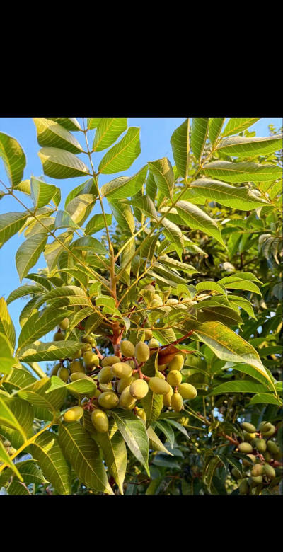 小众送妈妈的花有哪些花