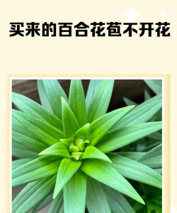 小众送妈妈的花有哪些花