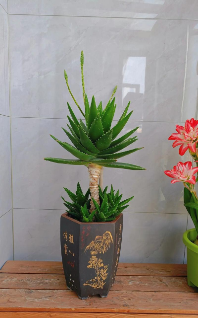 小众送妈妈的花有哪些花