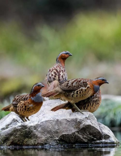 小众送妈妈的花有哪些花