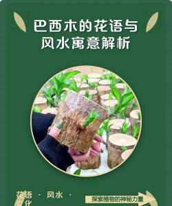 小众送妈妈的花有哪些花