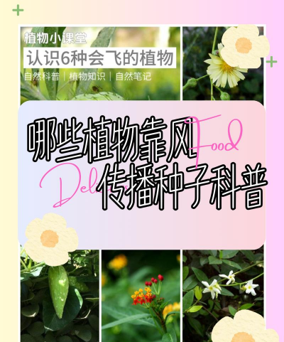 小众送妈妈的花有哪些花
