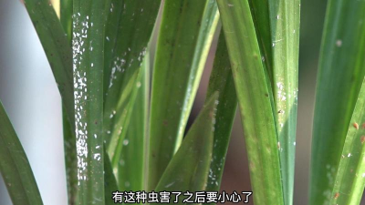 小众送妈妈的花有哪些花