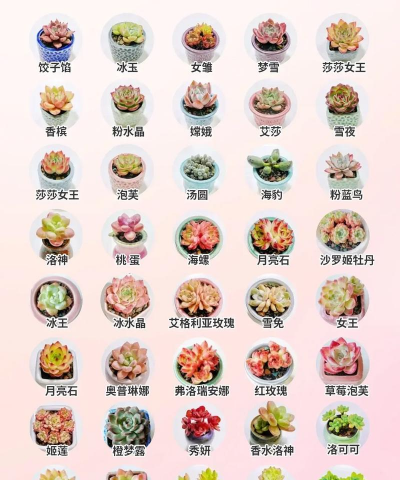 小众送妈妈的花有哪些花