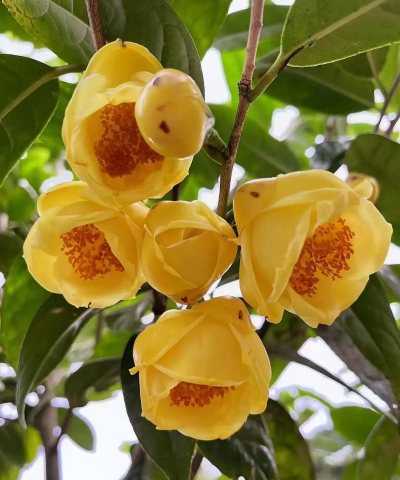 小众送妈妈的花有哪些花