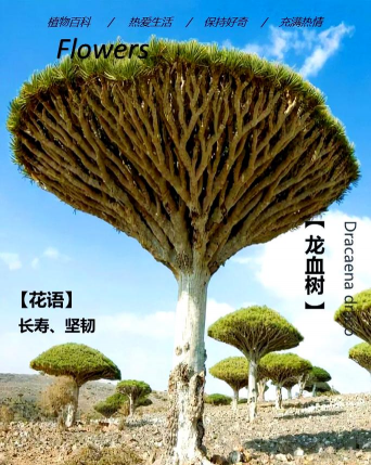 小众送妈妈的花有哪些花