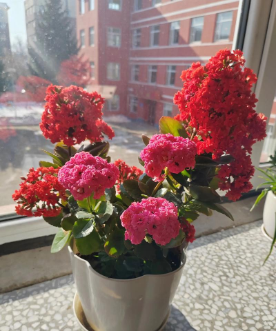 小众送妈妈的花有哪些花