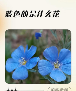 小众送妈妈的花有哪些花
