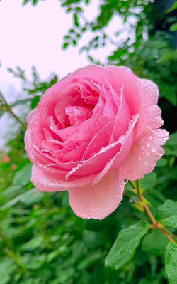 小众送妈妈的花有哪些花